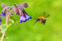 Common carder bumblebee (Bombus pascuorum) flying to Lungwort (Pulmonaria officinalis), Monmouthshire, Wales, UK. May.