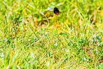 Red-tailed Bumblebee (Bombus lapidarius) queen looking for nesting site, Monmouthshire, Wales, UK, April.