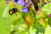 Hairy footed flower bee (Anthophora plumipes) female, flying to Lungwort (Pulmonaria officinalis), Monmouthshire, Wales, UK. May.