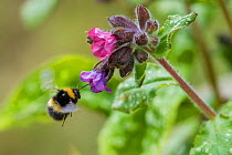 Early bumblebee (Bombus partorum) flying to Lungwort (Pulmonaria officinalis), Monmouthshire, Wales, UK. May.