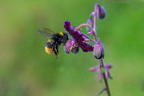 Early bumblebee (Bombus pratorum) feeding from Hardy geranium (Geranium sp.) Monmouthshire,Wales, UK. June.