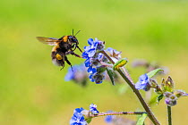 Garden bumblebee (Bombus hortorum) flying to Green alkanet (Pentaglottis sempervirens) Monmouthshire, Wales, UK, June.