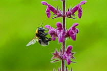Garden bumblebee (Bombus hortorum), flying to  Purple toadflax (Linaria purpurea) Monmouthshire, Wales, UK, July.