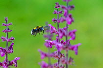 Garden bumblebee (Bombus hortorum),  flying to  Purple toadflax (Linaria purpurea) Monmouthshire, Wales, UK, July.