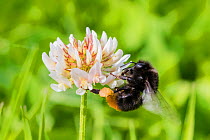 Red tailed bumblebee (Bombus lapidarius) queen feeding on White clover (Trifolium repens) flowers, Monmouthshire, Wales, UK. July.