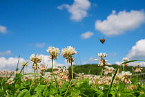 European honey bee (Apis mellifera) flying to White clover (Trifolium repens) flowers, Monmouthshire, Wales, UK. July.