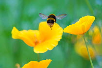 Buff tailed bumblebee (Bombus terrestris) in flight to Welsh poppy (Meconopsis cambrica) Monmouthshire, Wales, UK, July.
