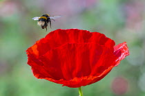 Buff-tailed bumblebee (Bombus terrestris) flying to Oriental poppy (Papaver orientale) Monmouthshire, Wales, UK. July.