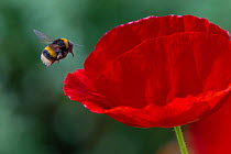 Buff-tailed bumblebee (Bombus terrestris) flying to Oriental poppy (Papaver orientale) Monmouthshire, Wales, UK. July.