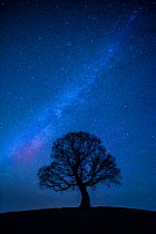 Oak tree (Quercus robur) silhouetted against  night sky with stars, Brecon Beacons National Park, Wales, UK. December