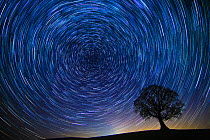 English oak tree (Quercus robur) at night with circle of star trails, Brecon Beacons Wales, UK. December 2016.