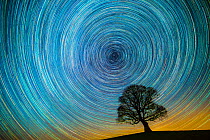 English oak tree (Quercus robur) at night silhouetted against circle of star trails, Brecon Beacons Wales, UK. January 2017.