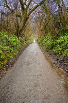 Country lane in winter, Monmouthshire, Wales, UK, February 2017.