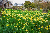 Saint Mary's Church Kentchurch graveyard with daffodils, Herefordshire, England, UK, March 2017.