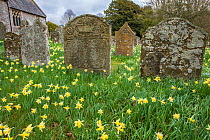 Saint Mary's Church Kentchurch graveyard with daffodils, Herefordshire, England, UK, March 2017.