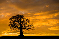 English oak tree (Quercus robur) at sunset, Monmouthshire Wales UK, March.