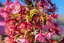 European honey bee (Apis mellifera) with full pollen baskets, feeding on Cherry tree (Prunus sp.) Monmouthshire, Wales, UK, March.