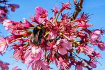 Early bumblebee (Bombus pratorum) feeding on Cherry tree (Prunus sp.) Monmouthshire, Wales, UK, March.
