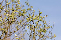Garden bumblebee (Bombus hortorum) visiting  Goat willow (Salix caprea) male catkins, Monmouthshire, Wales, UK. March.