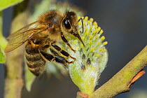 European honey bee (Apis mellifera) feeding on Goat willow (salix caprea) male flowers, Monmouthshire, Wales, UK, March.