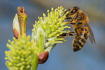 European honey bee (Apis mellifera) feeding on Goat willow (salix caprea) male flowers,  Monmouthshire, Wales, UK, March.
