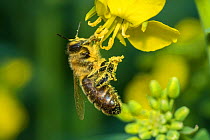 European honey bee (Apis mellifera) feeding on Oilseed rape / Rapeseed (Brassica napus) flowers, UK, April.