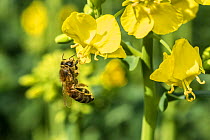 European honey bee (Apis mellifera) feeding on Oilseed rape / Rapeseed (Brassica napus) flowers, UK, April.