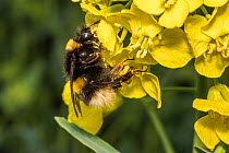 Garden bumblebee  (Bombus hortorum) feeding on Oilseed rape / Rapeseed (Brassica napus) flowers, UK, April.
