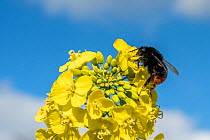 Red tailed bumblebee (Bombus lapidarius) feeding on Oilseed rape / Rapeseed (Brassica napus) flowers, UK, April.