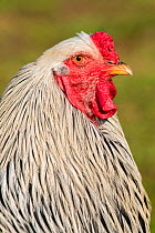 Brahma chicken rooster, Monmouthshire, Wales, UK, April.
