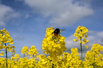 Red-tailed bumblebee (Bombus lapidarius) flying to Oilseed rape / Rapeseed (Brassica napus) flowers, UK, April.