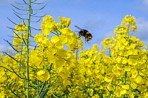 Garden bumblebee (Bombus hortorum) flying to Oilseed rape / Rapeseed (Brassica napus) flowers, UK, April.