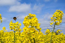 Buff-tailed Bumblebee (Bombus terrestris) flying to Oilseed rape / Rapeseed (Brassica napus) flowers, UK, April.