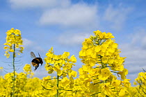 Buff-tailed Bumblebee (Bombus terrestris) Oilseed rape / Rapeseed (Brassica napus) flowers, UK, April.
