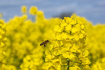 European honey bee (Apis mellifera) flying to Oilseed rape / Rapeseed (Brassica napus) flowers, UK, April.