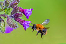 Common carder bee (Bombus pascuorum) flying to feed on Lungwort (Pulmonaria officinalis), Monmouthshire, Wales, UK, April.