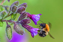 Common carder bumblebee (Bombus pascuorum) in flight, feeding on Lungwort, Monmouthshire, Wales, UK, April.