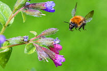 Common carder bee (Bombus pascuorum) flying to Lungwort (Pulmonaria officinalis), Monmouthshire, Wales, UK.