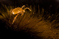 Bumblebee mite (Parasitus fucorum) parasite in Garden bumblebee  (Bombus hortorum) hair (or setae) Monmouthshire, Wales, UK. April.