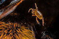 Bumblebee mite (Parasitus fucorum) parasite in Garden bumblebee  (Bombus hortorum) hair (or setae) Monmouthshire, Wales, UK. April.