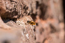Red mason bee (Osmia bicornis) nesting in wall, Monmouthshire, Wales, UK, April.