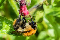 Common carder bumblebee (Bombus pascuorum) on Lungwort (Pulmonaria officinalis), Monmouthshire, Wales, UK, April.