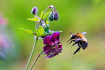 Carder bumblebee (Bombus pascuorum) in flight, to Geranium flower, (Geranium sp.), Monmouthshire, Wales, UK, April.