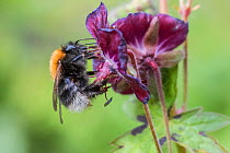 Tree bumblebee (Bombus hypnorum) feeding on Geranium flower (Geranium sp.) Monmouthshire, Wales, UK, April.