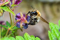 Common carder bumblebee (Bombus pascuorum) on Geranium flower  (Geranium sp.), Monmouthshire, Wales, UK, April.