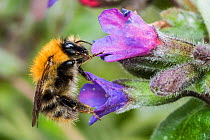 Common carder bumblebee (Bombus pascuorum), feeding on lungwort (Pulmonaria officinalis), Monmouthshire, Wales, UK, April.
