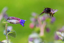 Hairy footed flower bee (Anthophora plumipes), in flight to Lungwort (Pulmonaria officinalis), Monmouthshire, Wales UK, May.