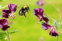 Early bumblebee (Bombus pratorum) in flight to feed on Hardy geranium  (Geranium sp.), Monmouthshire, Wales, UK, May.