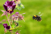 Early bumblebee (Bombus pratorum) in flight to feed on Hardy geranium  (Geranium sp.), Monmouthshire, Wales, UK, May.