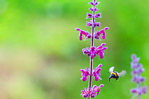 Garden bumblebee (Bombus hortorum), in flight to Hedge woundwort (Stachys sylvatica), Monmouthshire, Wales, UK, July.